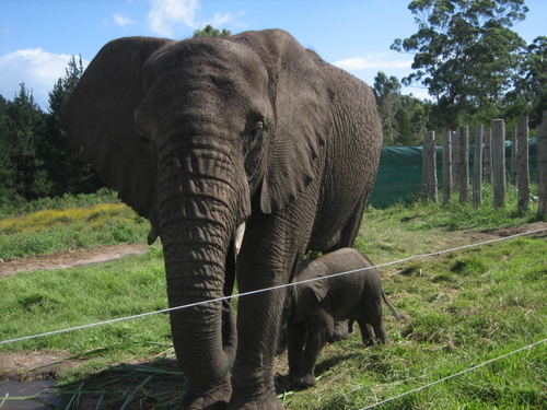 Knysna_elephant_park