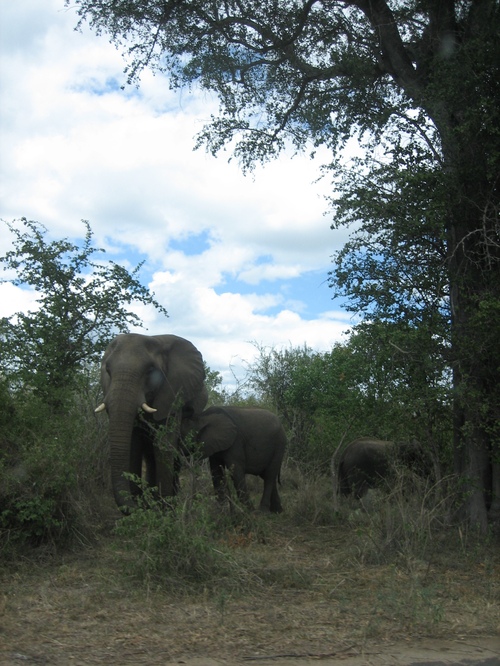 Elephant_family