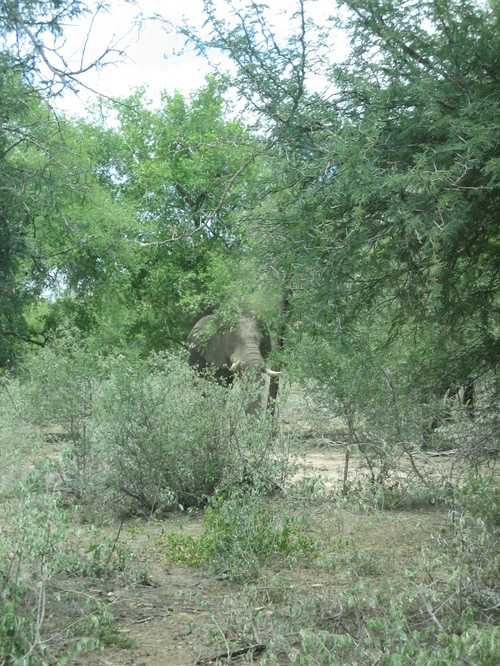 Hiding_elephant