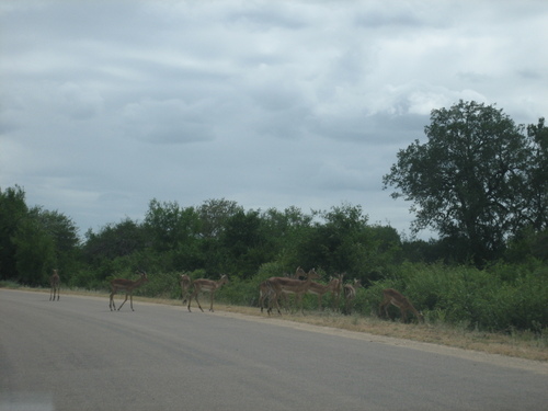 Impalas