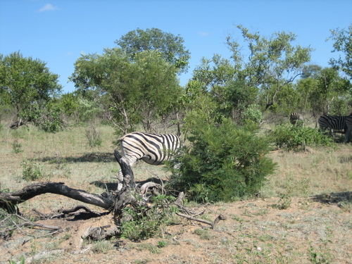 Zebras1