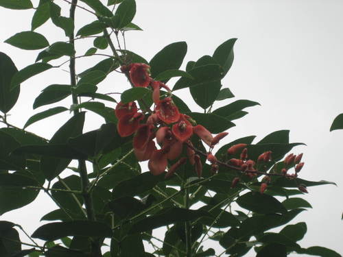 Flowers_in_the_rain