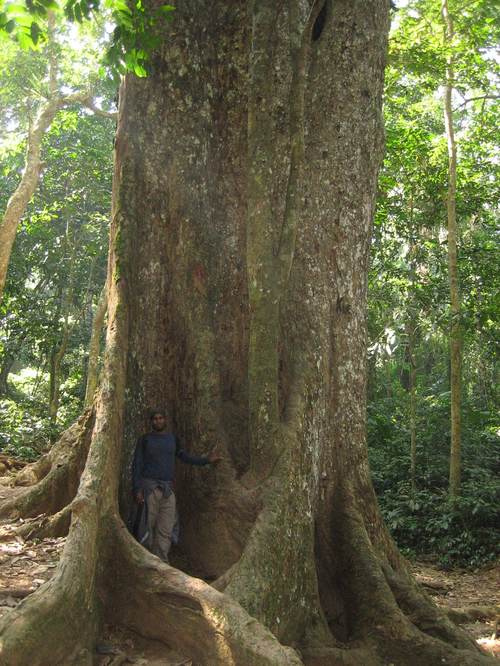 1000_year_old_tree2