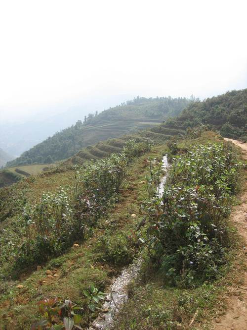 Rice_terraces