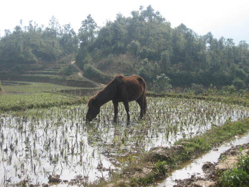 Thirsty_horse