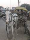 Horse_drawn_cart